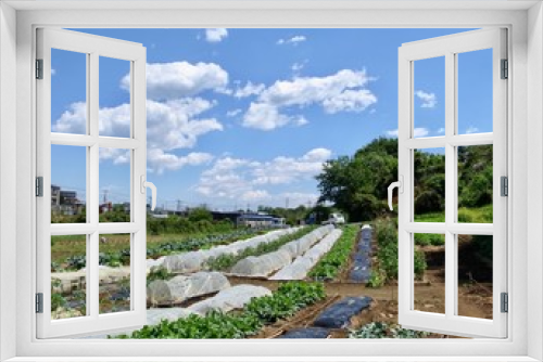 Fototapeta Naklejka Na Ścianę Okno 3D - 市民農園