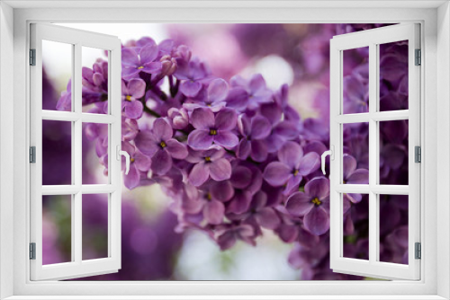 Fototapeta Naklejka Na Ścianę Okno 3D - Flowering branch of lilac