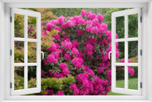 Fototapeta Naklejka Na Ścianę Okno 3D - Pink rhododendron standing in garden
