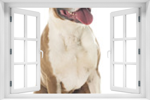 Fototapeta Naklejka Na Ścianę Okno 3D - american staffordshire terrier