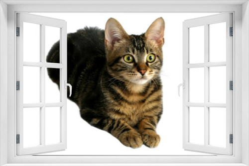 Fototapeta Naklejka Na Ścianę Okno 3D - tabby kitten
