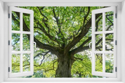 Fototapeta Naklejka Na Ścianę Okno 3D - majestic old oak tree giving shade in the springtime