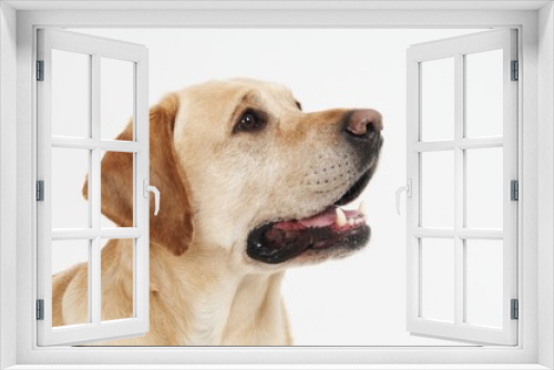 Fototapeta Naklejka Na Ścianę Okno 3D - Retriever Labrador dog of a yellow ivory creme shade in studio