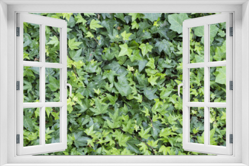 Fototapeta Naklejka Na Ścianę Okno 3D - Wall Of Green Leaves Background In Spring Summer