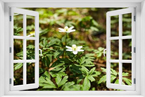 Fototapeta Naklejka Na Ścianę Okno 3D - The first spring flowers in the forest - white snowdrops