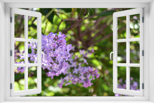 Fototapeta Naklejka Na Ścianę Okno 3D - Purple lilac blooming on green background