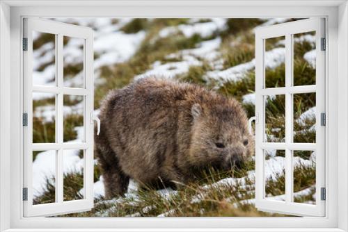 Fototapeta Naklejka Na Ścianę Okno 3D - Wombat foraging in the snow at Cradle Mountain, Tasmania