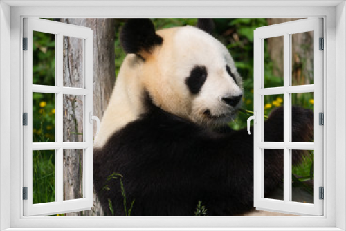 Fototapeta Naklejka Na Ścianę Okno 3D - Panda Géant
