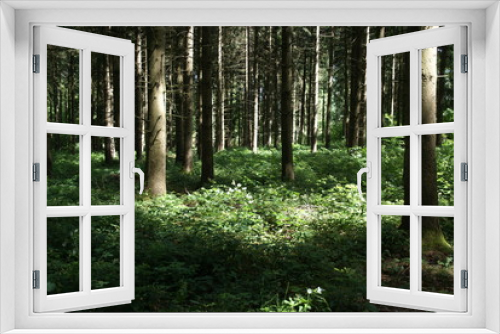 Fototapeta Naklejka Na Ścianę Okno 3D - Wald mit Bäumen 61