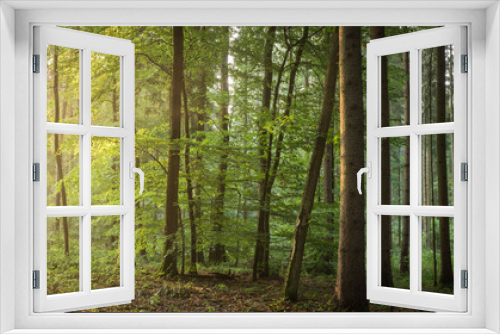 Fototapeta Naklejka Na Ścianę Okno 3D - Wald im Mai