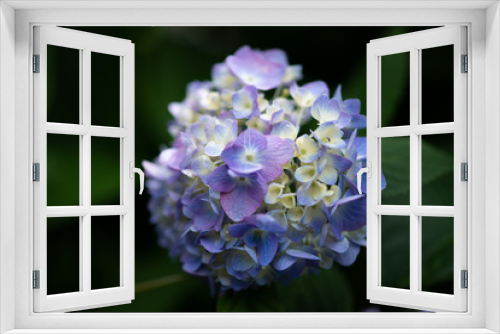 Fototapeta Naklejka Na Ścianę Okno 3D - 紫色のあじさいの花のアップ
