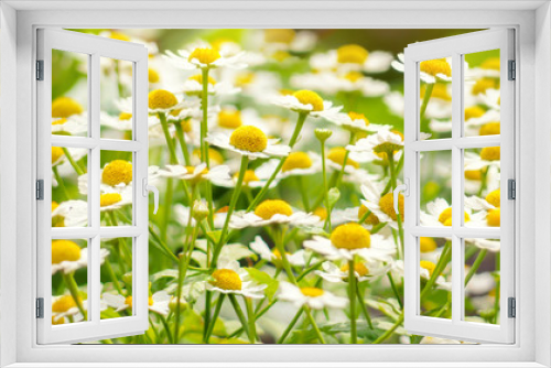 Fototapeta Naklejka Na Ścianę Okno 3D - Wild flowers chamomile field daisy plant sunlight summer spring