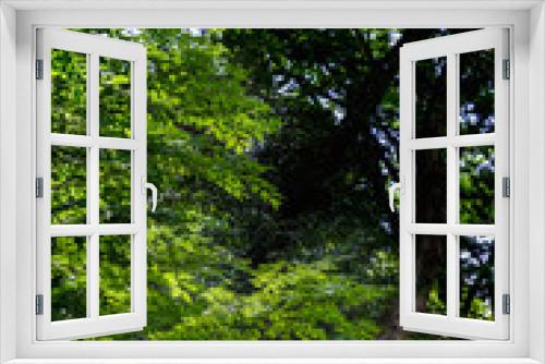 Fototapeta Naklejka Na Ścianę Okno 3D - 新緑の楓