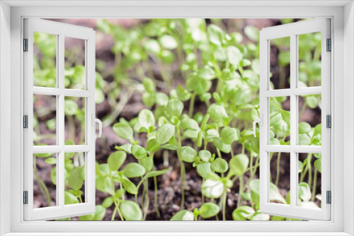 Fototapeta Naklejka Na Ścianę Okno 3D - sprouts