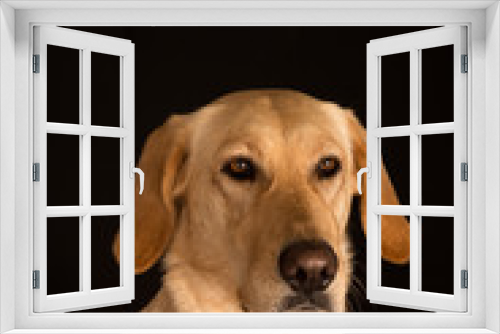 Fototapeta Naklejka Na Ścianę Okno 3D - Heller Mischlingshund auf schwarzem Hintergrund
