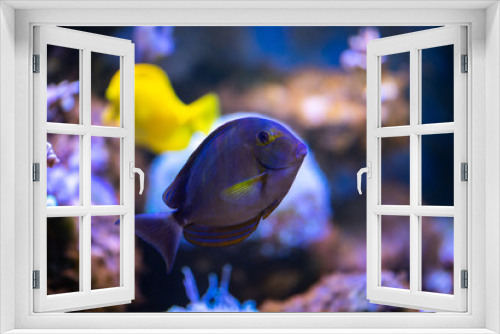 Fototapeta Naklejka Na Ścianę Okno 3D - Coral reef fish