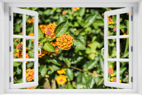 Fototapeta Naklejka Na Ścianę Okno 3D - Lantana camara, Colorful Hedge Flower.