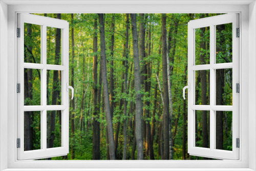 Fototapeta Naklejka Na Ścianę Okno 3D - Wooden floor in a green forest. Concepts of spa, relax, wellness, nature etc.