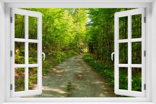 Fototapeta Naklejka Na Ścianę Okno 3D - Narrow path lit by soft spring sunlight. Forest spring nature. Spring forest natural landscape with forest trees
