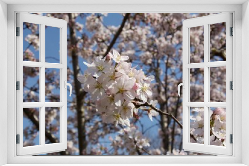 Fototapeta Naklejka Na Ścianę Okno 3D - Spring beautiful pink color with trees and blossom.