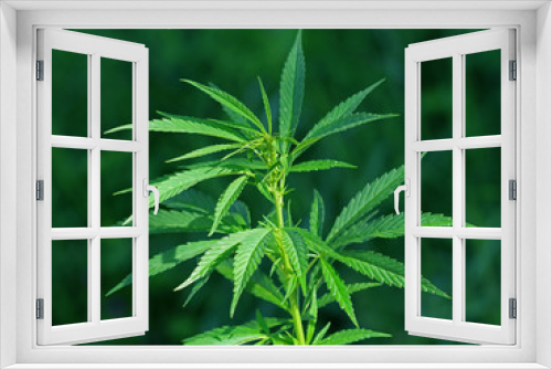 Fototapeta Naklejka Na Ścianę Okno 3D - cannabis plant in the wild with natural green background