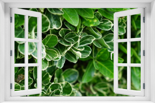 Fototapeta Naklejka Na Ścianę Okno 3D - green leaf floral close-up background