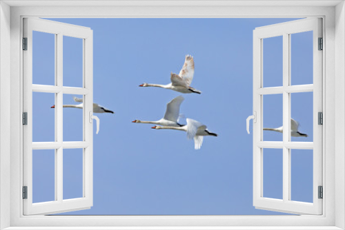 Fototapeta Naklejka Na Ścianę Okno 3D - a flock of white swans flying  on the background blue sky