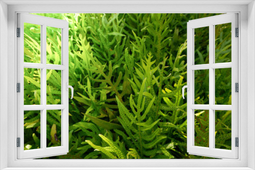 Fototapeta Naklejka Na Ścianę Okno 3D - Fern leafs pattern for background.