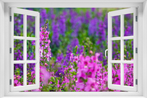 Fototapeta Naklejka Na Ścianę Okno 3D - Field of Salvia