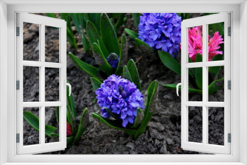 Fototapeta Naklejka Na Ścianę Okno 3D - Purple  hyacinth