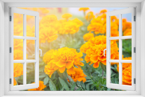 Fototapeta Naklejka Na Ścianę Okno 3D - Orange  flower in garden for presentation in Holy day and happy day. Sun shine orange color.Picture for interior design. For decorated in living room.