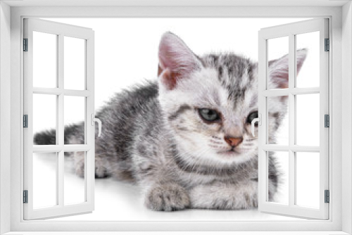 Fototapeta Naklejka Na Ścianę Okno 3D - Pet kitten  on the white background