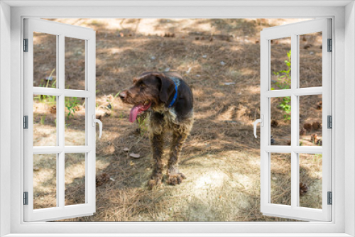 Fototapeta Naklejka Na Ścianę Okno 3D - German hunting watchdog drahthaar, beautiful dog portrait in summer