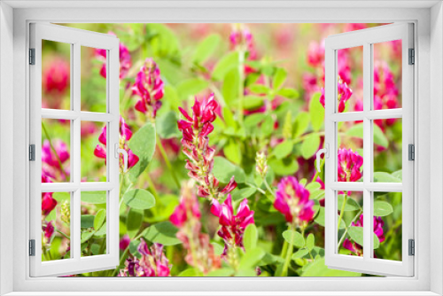 Fototapeta Naklejka Na Ścianę Okno 3D - Flowering