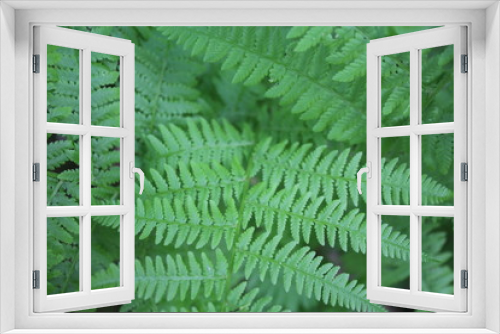 Fototapeta Naklejka Na Ścianę Okno 3D - Multiple Fern Leaves