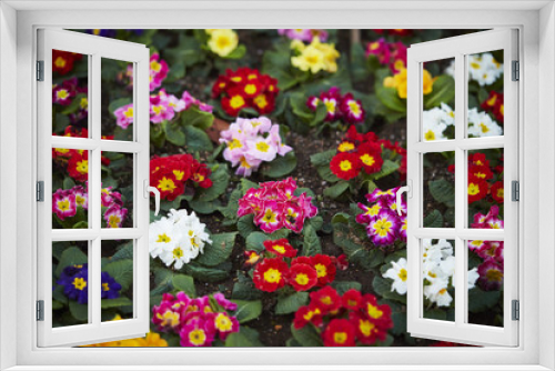 Fototapeta Naklejka Na Ścianę Okno 3D - Beautiful flower bed 