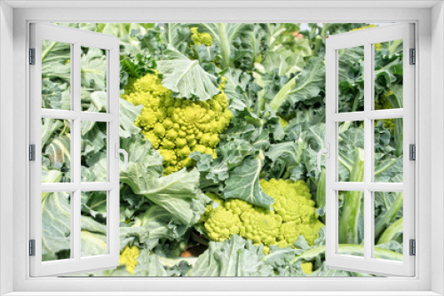 Fototapeta Naklejka Na Ścianę Okno 3D - Cauliflower plants in a vegetable garden
