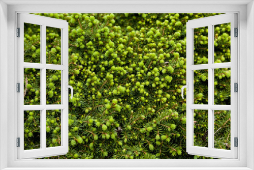 Fototapeta Naklejka Na Ścianę Okno 3D - Green spruce pine tree needles texture in the garden