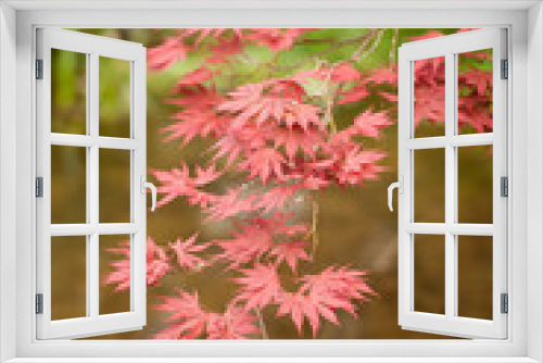 Fototapeta Naklejka Na Ścianę Okno 3D - Acer palmatum or palmate maple or Japanese maple red and green foliage background