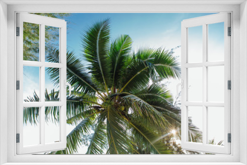 Fototapeta Naklejka Na Ścianę Okno 3D - Coconut palm trees