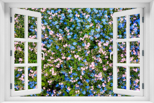 Fototapeta Naklejka Na Ścianę Okno 3D - Pink and blue forget-me-not flowers