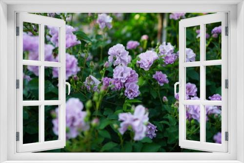 Fototapeta Naklejka Na Ścianę Okno 3D - Purple Rose 紫の薔薇