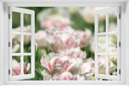 Fototapeta Naklejka Na Ścianę Okno 3D - Tulpenfeld im Frühling