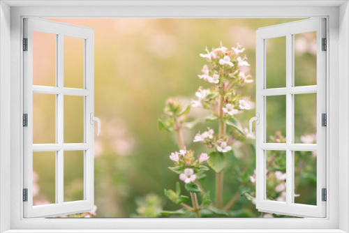 Fototapeta Naklejka Na Ścianę Okno 3D - Summertime flower