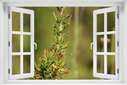 Fototapeta Naklejka Na Ścianę Okno 3D - Green Pine Flora