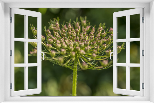 Fototapeta Naklejka Na Ścianę Okno 3D - Ammi visnaga plant (toothpickweed)