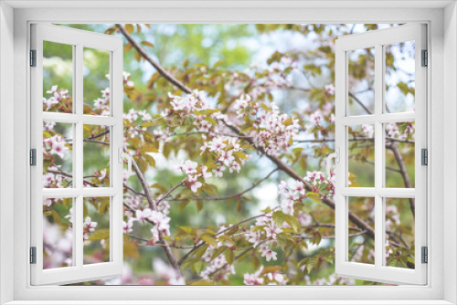Fototapeta Naklejka Na Ścianę Okno 3D - Image of Soft focus Cherry Blossom or Sakura flowers on natural background
