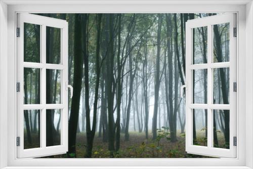 Fototapeta Naklejka Na Ścianę Okno 3D - fog in the forest