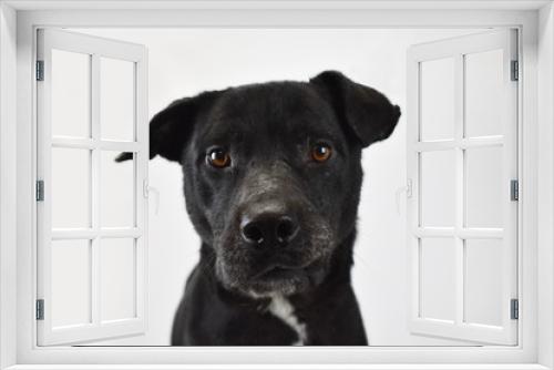 Fototapeta Naklejka Na Ścianę Okno 3D - black dog portrait, white background isolated, shelter