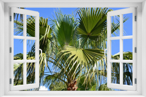 Fototapeta Naklejka Na Ścianę Okno 3D - palm tree crown on blue sky